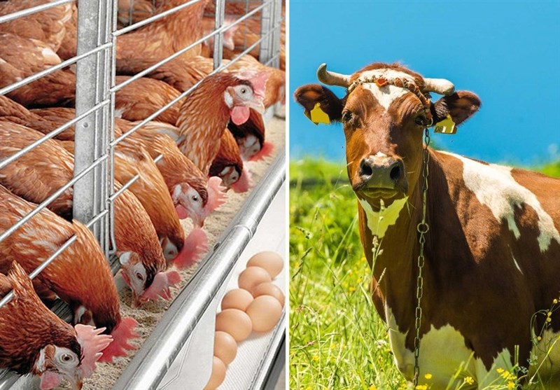 100 درصد سهمیه ذرت و جو و 50 درصد سهمیه سویا آذر توزیع شد