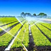 100 میلیون دلار تجهیزات آبیاری محصولات کشاورزی صادر شد