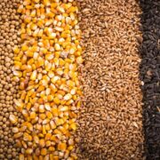 آغاز تخلیه و بارگیری نهاده های دامی تحت کلید دولت