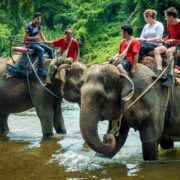 اندونزی سوءاستفاده از فیل‌ها برای جذب گردشگر را متوقف می‌کند