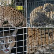 توقیف 30هزار حیوان زنده در 134کشور؛ بزرگ‌ترین کشف تاریخ قاچاق حیات‌وحش