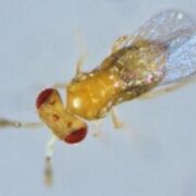 دستورالعمل اجرایی نحوه جمع‌آوری جمعیت مادری زنبورهای تریکوگراما و براکن