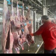 راه‌اندازی نخستین کشتارگاه صنعتی استان بوشهر به ظرفیت 320 راس دام+تصویر