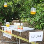 ردیابی و مدیریت آفت مگس میوه مدیترانه‌ای در باغ‌های بابل و قائم‌شهر