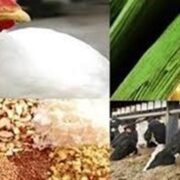 سهمیه دی نهاده‌ها به زودی در بازارگاه بارگذاری می‌شود