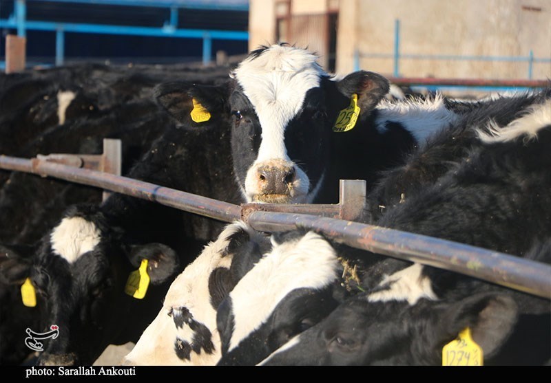 قطب تأمین 10 درصد شیر تهران درگیر با بحران تداوم تولید