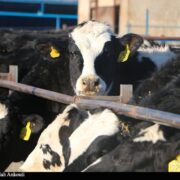 قطب تأمین 10 درصد شیر تهران درگیر بحران تداوم تولید