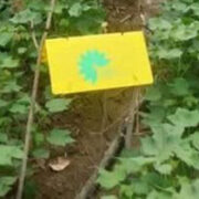 مدیریت آفات کرم گلوگاه انار و غوزه پنبه با استفاده از زنبورهای پارازیتوئید