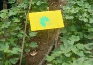 مدیریت آفات کرم گلوگاه انار و غوزه پنبه با استفاده از زنبورهای پارازیتوئید