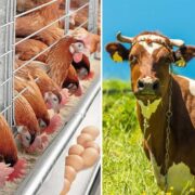 مشکلات تامین ارز نهاده‌های دامی توسط سران قوا رفع شد