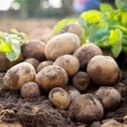 هسته‌ای در کشاورزی ــ 67 | جلوگیری از کپک‌زدگی سیب‌زمینی