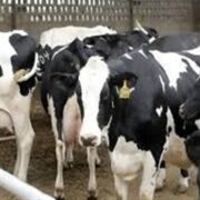 کاهش تولید شیر و گوشت به‌علت شیوع تب برفکی