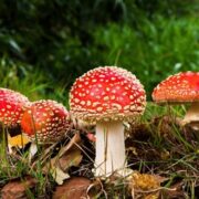 گول ظاهر این قارچ ها را نخورید؛ مسموم کننده اند!/ هشدار یک سم شناس درباره مسمومیت‌های غذایی و گیاهی