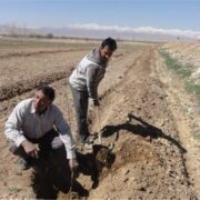 اجرای پویش نهالکاری در سراسر مازندران