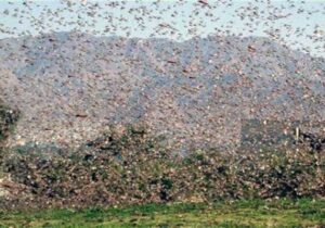 احتمال حمله ملخ صحرایی به مزارع و مراتع کرمان