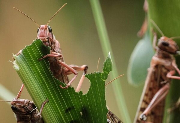 احتمال حمله ملخ صحرایی به مزارع و مراتع کرمان