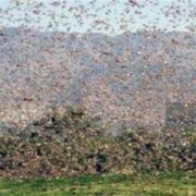 احتمال ورود حمله ملخ صحرایی در اواخر زمستان به کشور