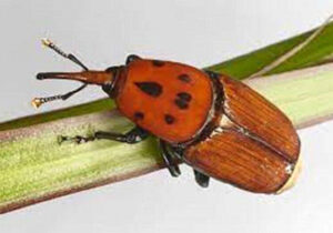 برگزاری مانور ردیابی و پایش آفت سوسک سرخرطومی حنایی در نخلستان‌های فهرج/مشارکت مردمی با اجرای طرح نخلبان کوچک در کرمان + فیلم