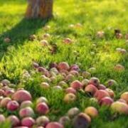 برگزاری کارگاه آموزشی علل ریزش سیب در مهاباد + فیلم