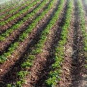 تحقق حدود ۹۷ درصد برنامه کشت آبی خوزستان