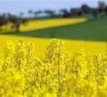 سد بزرگ ارز ترجیحی بر تولید داخل نهاده‌های دامی برداشته شد