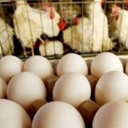 صادرات تخم مرغ از سرگرفته شد