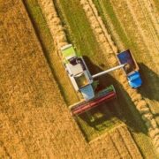 قیمت خرید تضمینی گندم بازنگری می شود؟