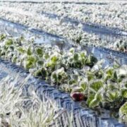 لزوم اقدامات پیشگیرانه برای جلوگیری از خسارت سرمازدگی در باغ‌ها و مزارع