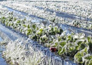 لزوم اقدامات پیشگیرانه برای جلوگیری از خسارت سرمازدگی در باغ‌ها و مزارع