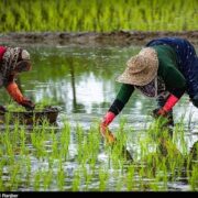 «نجات آب» ــ 53 | آموزش زنان کشاورز در مناطق کم‌برخوردار