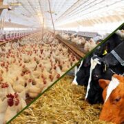 نهاده‌های دامی بدون تغییر قیمت تا پایان سال توزیع می‌شود؟