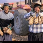 هسته‌ای در کشاورزی ــ 71  |اصلاح چغندرقند برای قنددهی بیشتر