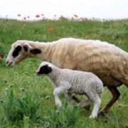 هسته‌ای در کشاورزی ــ 73 | کاربرد هسته‌ای در کنترل انگل‌های گوسفند