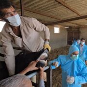 ورود تب برفکی به کشور با الگوی غیرمتعارف؛ بررسی سناریوی انتقال عمدی