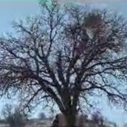 پاکسازی ۲۰۰ هکتار جنگل بلوط از آفت لورانتوس + فیلم