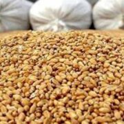 پرداخت تسهیلات برای خرید نهاده‌ با حذف ارز ترجیحی