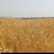 پرداخت ریالی ضرر حذف ارز ترجیحی به کشاورزان