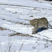 پلنگ شهمیرزاد در طبیعت رهاسازی شد