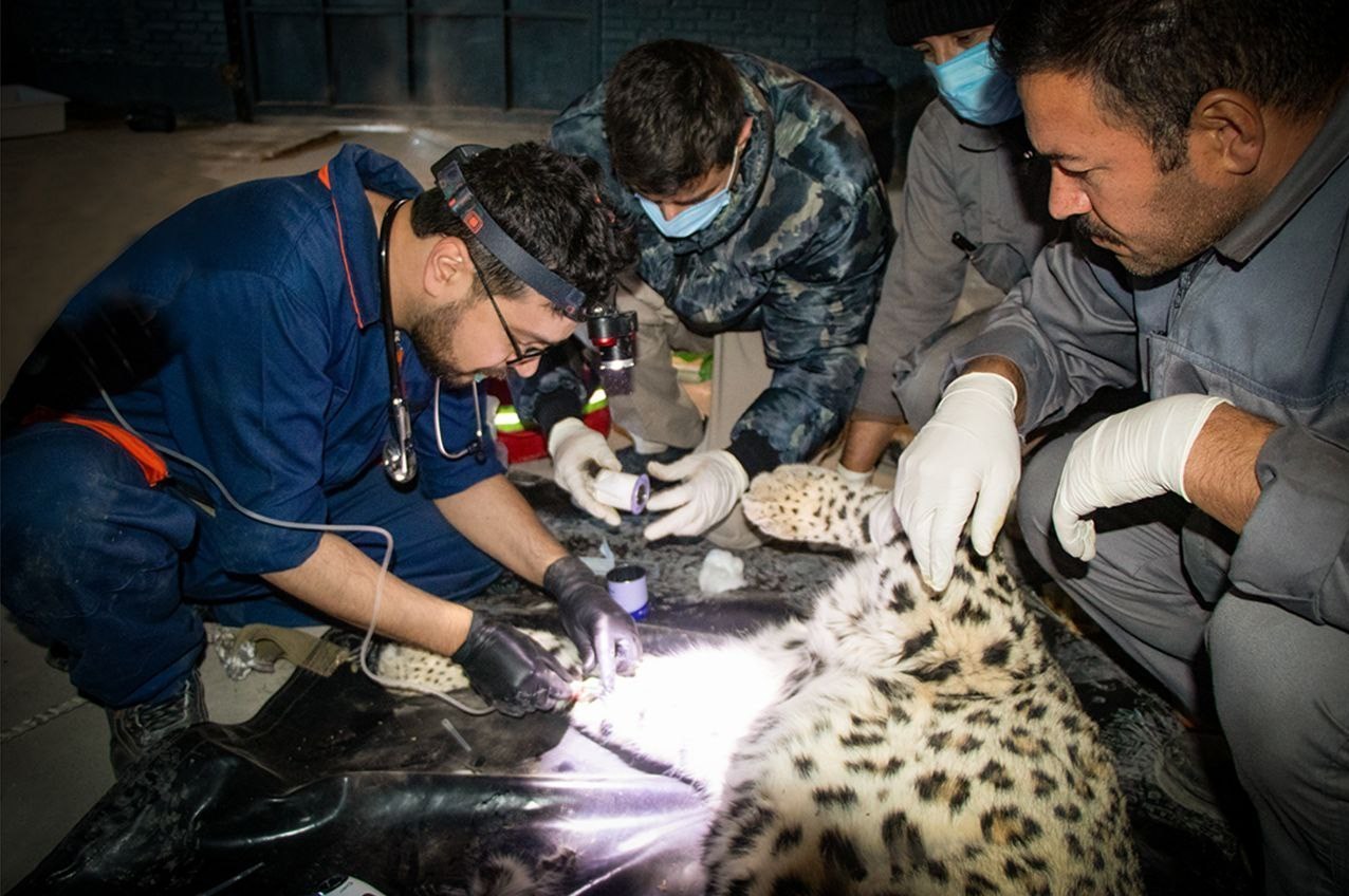 پلنگ شهمیرزاد در طبیعت رهاسازی شد