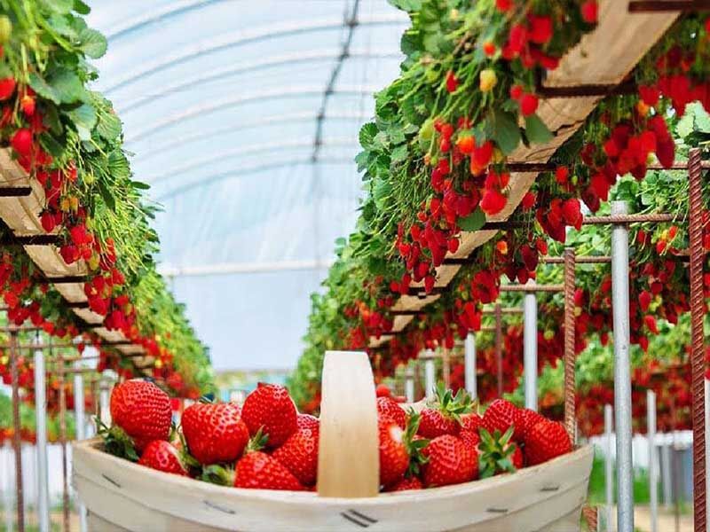 کشت گلخانه‌ای راهی موثر برای افزایش بهره‌وری/گلخانه‌ها در زنجان توسعه می‌یابد