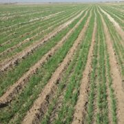 120 هزار هکتار اراضی استان بوشهر به کشت گندم اختصاص یافت