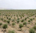 باغداران گیلانی مبارزه با آفت زیتون را جدی بگیرند