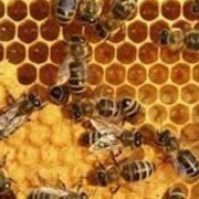 تولید عسل در ایران به 128 هزار تن رسید