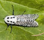 دستیابی ایران به فناوری جدید مبارزه غیرشیمیایی با آفات گیاهی