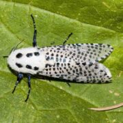 دستیابی ایران به فناوری جدید مبارزه غیرشیمیایی با آفات گیاهی