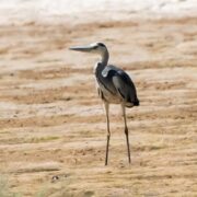 مرگ و زندگی حواصیل‌های خاکستری در تالاب‌های شمال