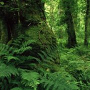 راز ماندگاری جنگل‌های هیرکانی چیست؟