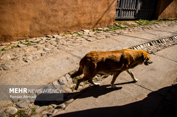 آسیب‌های غذارسانی به حیوانات شهری؛ برهم خوردن تعادل زیستی