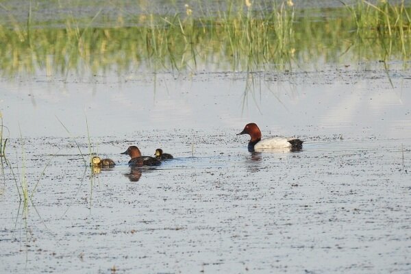 بارش ها تالاب های آذربایجان غربی را احیا کرد
