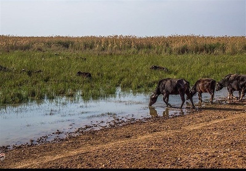 تأمین حقابه هورالعظیم با انتقال آب از کارون و کرخه